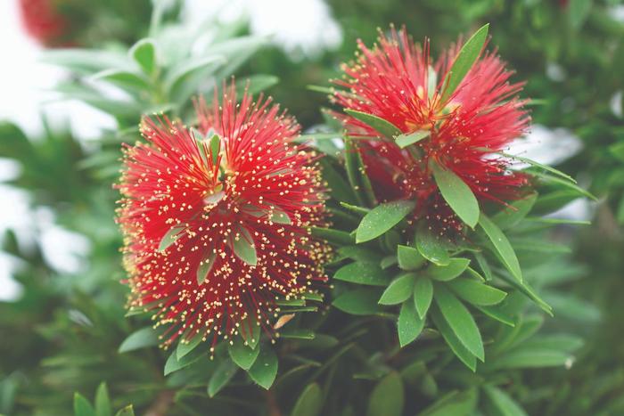 'Little John' Bottlebush - Callistemon from 93 Nursery