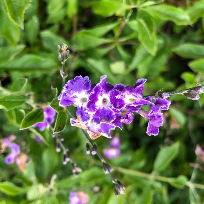 'Sapphire Showers' Duranta - Duranta erecta from 93 Nursery