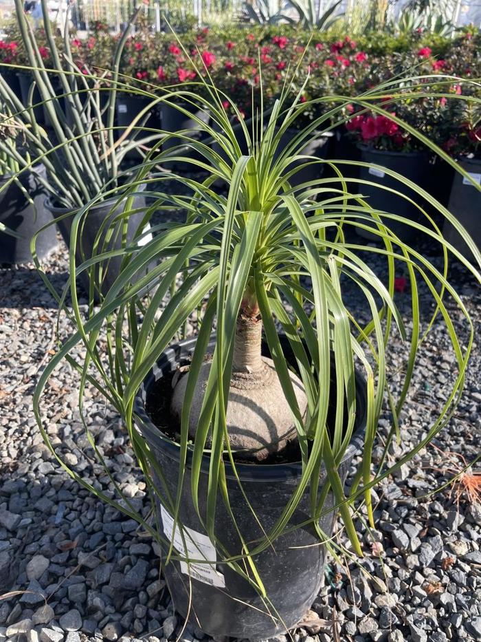 Pony Tail Palm - Beaucarnea recurvata from 93 Nursery