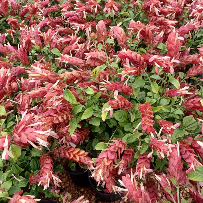 Shrimp Plant - Justicia brandegeana from 93 Nursery