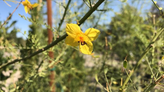 Palo Verde - Cercidium from 93 Nursery