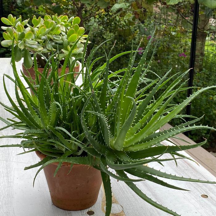 Spineless Hedgehog™ - Aloe x humilis from 93 Nursery