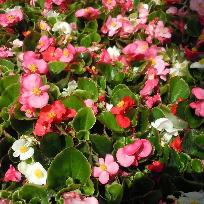 'Green Leaf Mix' Wax Begonia - Begonia semperflorens from 93 Nursery