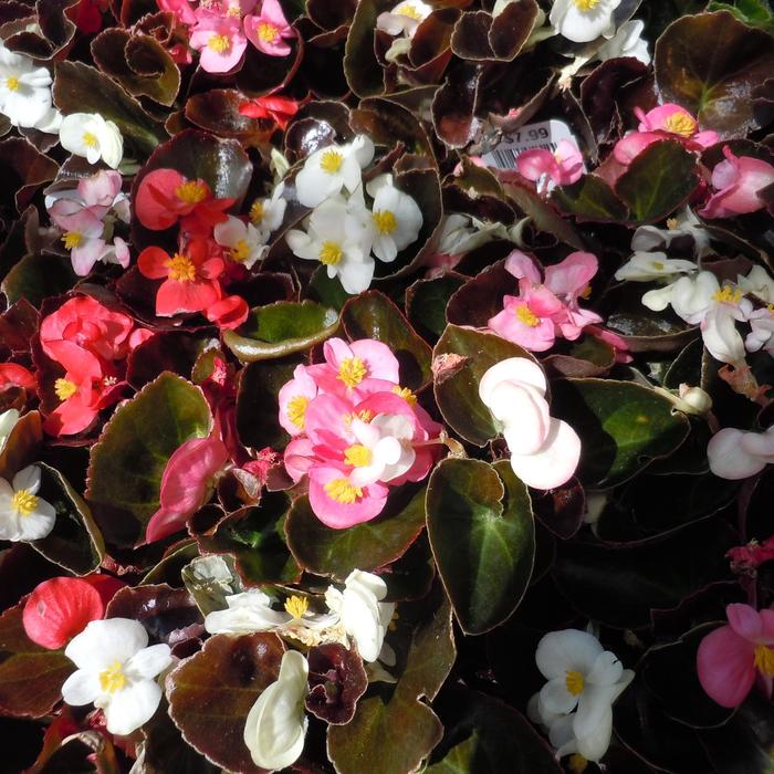 Begonia Mix - Begonia semperflorens from 93 Nursery