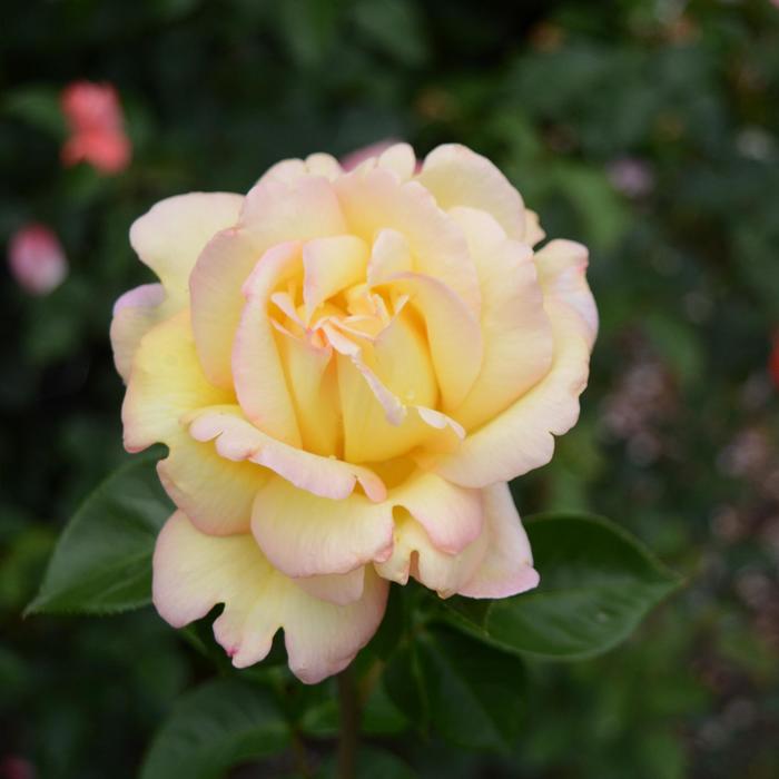 Peace Rose - Rosa from 93 Nursery