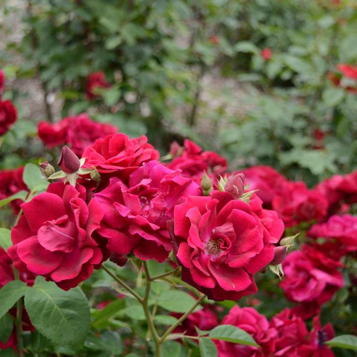 Oklahoma Rose - Rosa from 93 Nursery