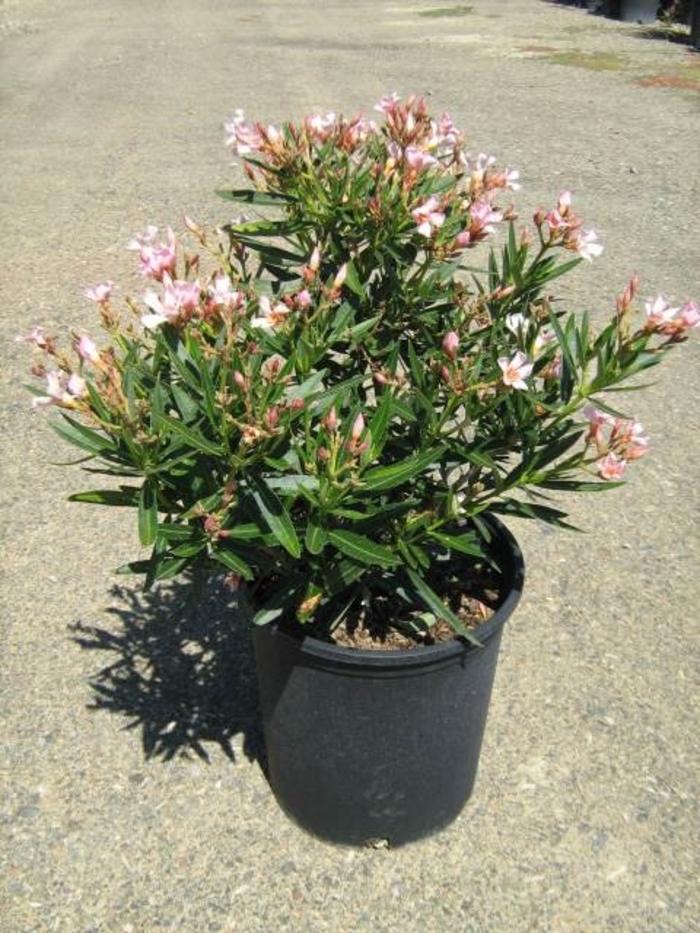 Oleander 'Petite Pink' - Nerium oleander from 93 Nursery