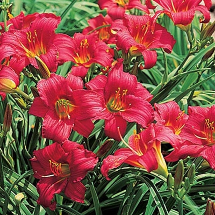 'Little Business' Daylily - Hemerocallis from 93 Nursery