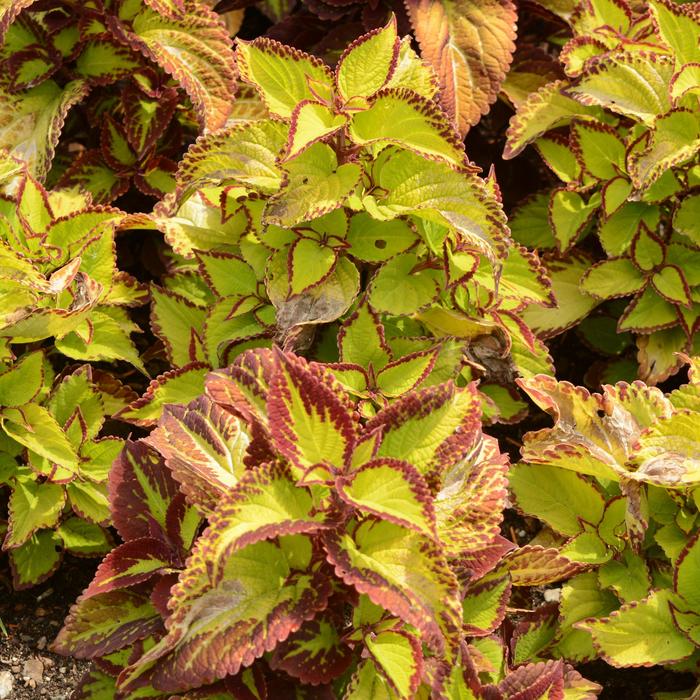 Coleus 'Velvet' - coleus from 93 Nursery