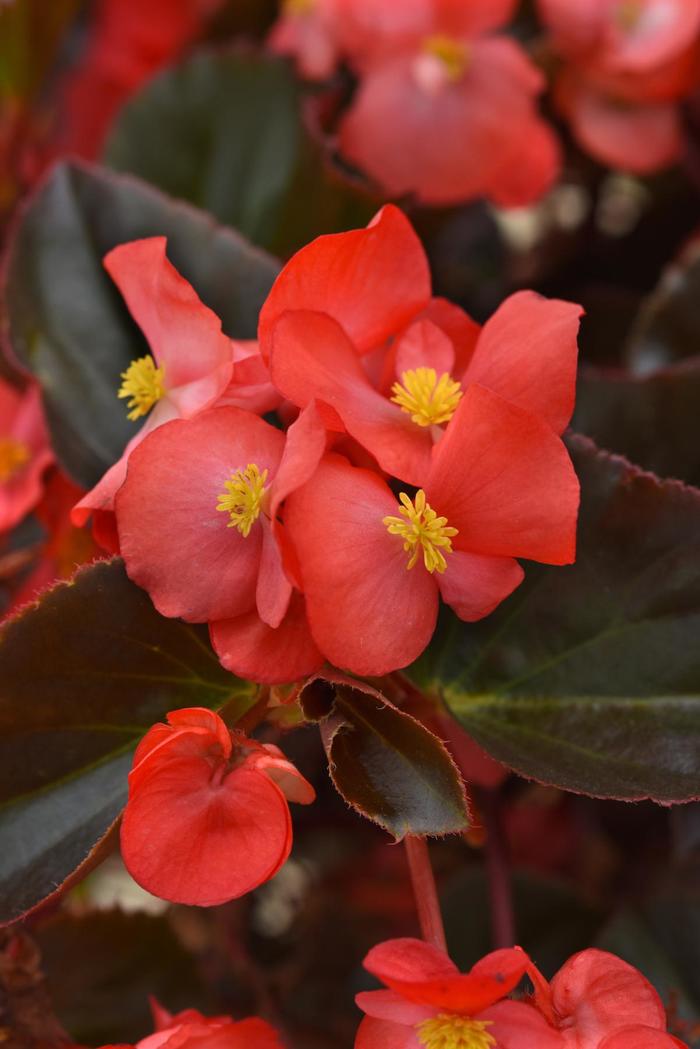 Bronze Leaf Red Begonia - Begonia from 93 Nursery