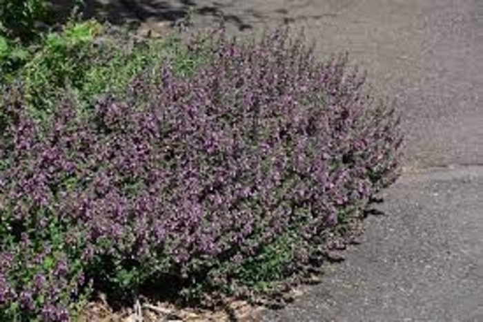 Creeping Germander - Teucrium aroanium from 93 Nursery