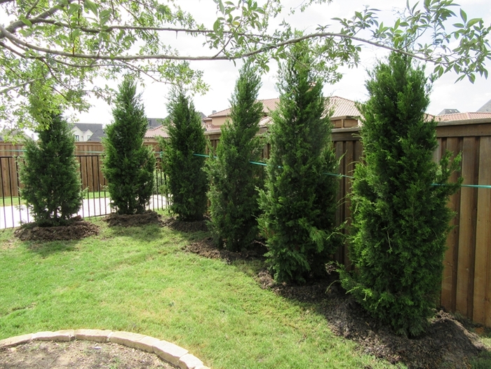 'Brodie' Juniper - Juniperus virginiana from 93 Nursery