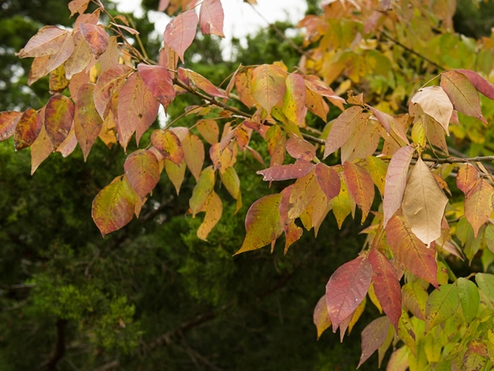 Texas Ash - Fraxinus texensis from 93 Nursery