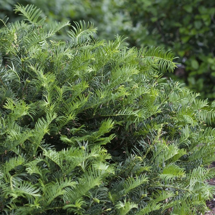 Dense Spreading Yew - Cephalotaxus harringtonia from 93 Nursery