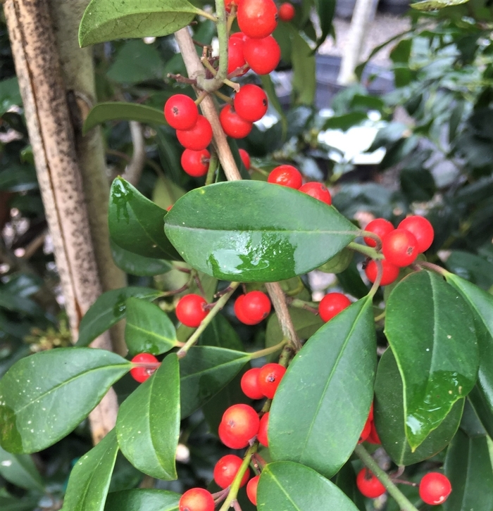 'Eagleston' Holly - Ilex x attenuata from 93 Nursery