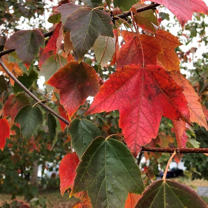 Drummond Red Maple - Acer rubrum var. drummondii from 93 Nursery