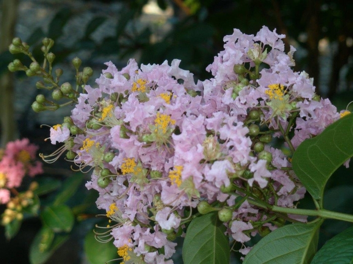 Crape Myrtle 'Muskogee' - Lagerstroemia indica x fauriei from 93 Nursery