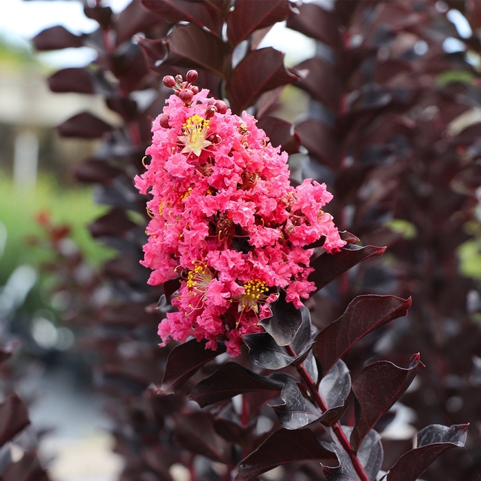 Thunderstruck 'Coral Bloom' Crape Myrtle - Lagerstroemia (Crapemyrtle) from 93 Nursery