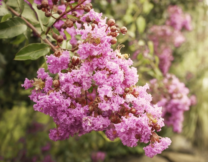 Crape Myrtle 'Sioux' - Lagerstroemia indica x fauriei from 93 Nursery