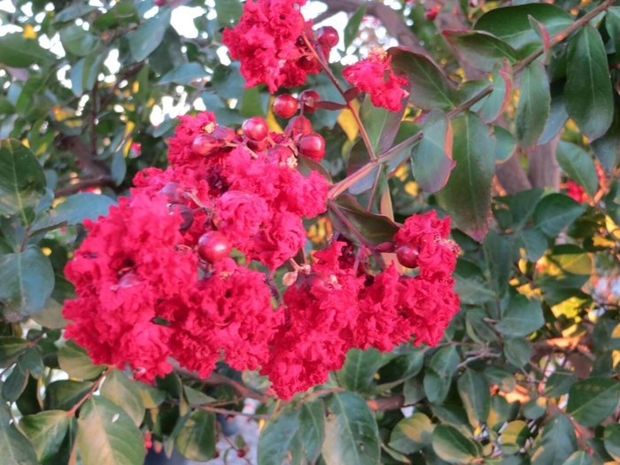 Crape Myrtle 'Arapaho' - Lagerstroemia indica x fauriei from 93 Nursery