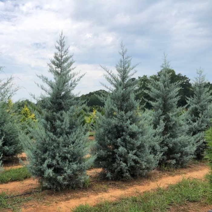 'Blue Ice' Arizona Cypress - Callitropsis glabra from 93 Nursery