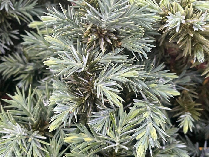 Juniper Silver Mist - Juniperus conferta from 93 Nursery