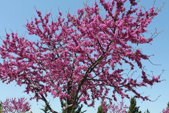 Texas Redbud - Cercis canadensis var. texensis from 93 Nursery