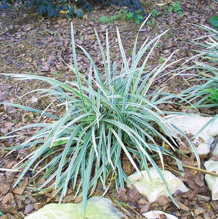 Aztec Grass - Liriope muscari from 93 Nursery