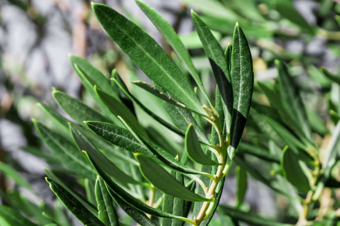 'Little Ollie®' Dwarf Olive - Olea europaea from 93 Nursery