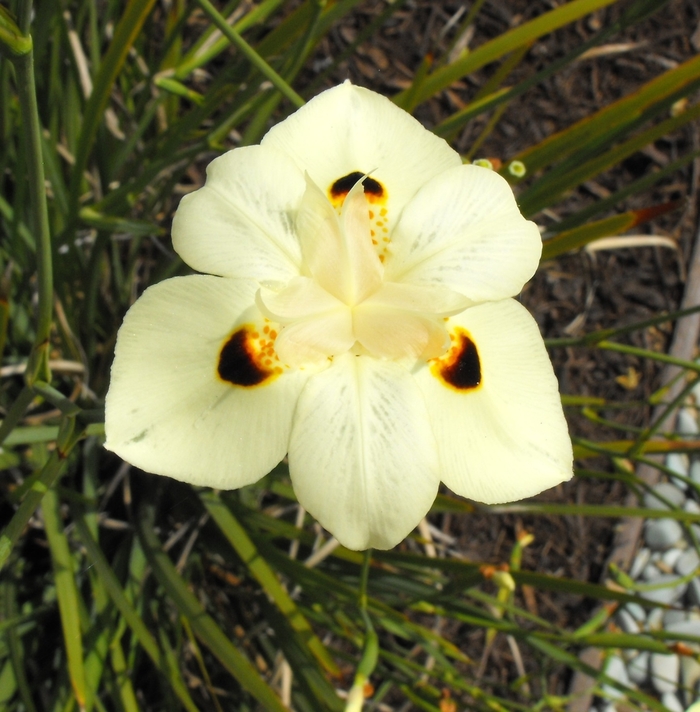 Bicolor African Iris - Dietes bicolor from 93 Nursery