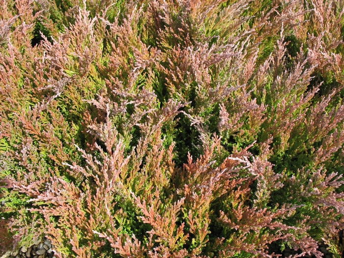 Andorra Juniper - Juniperus horizontalis from 93 Nursery
