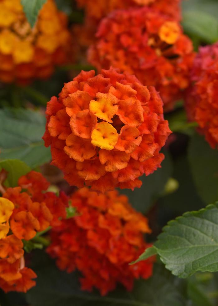 Shamrock™ Orange Flame Improved - Lantana camara from 93 Nursery