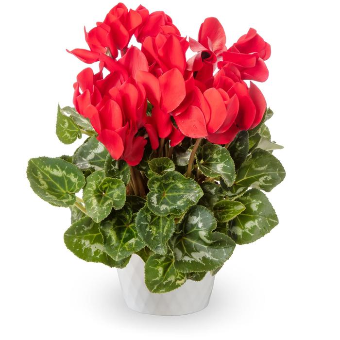 Eco™ Scarlet - Cyclamen from 93 Nursery