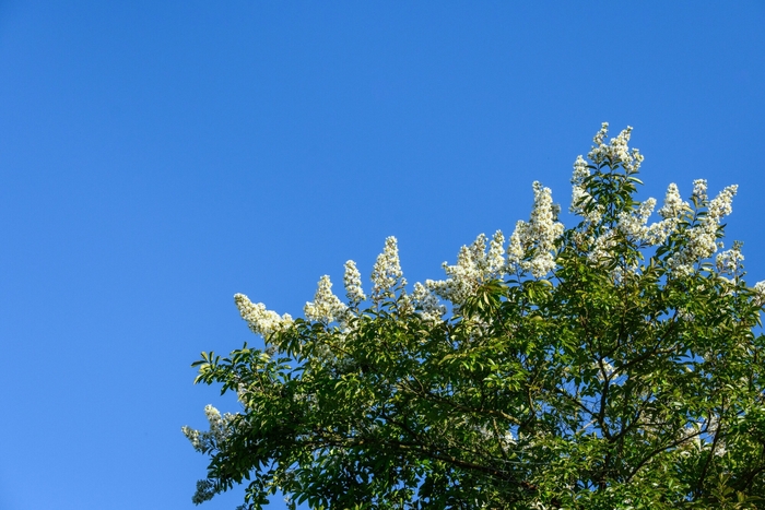 'Acoma' Crapemyrtle - Lagerstroemia indica x fauriei from 93 Nursery