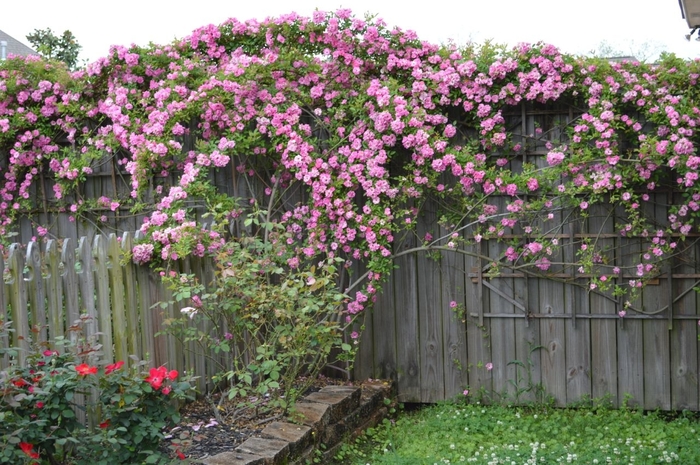 'Peggy Martin' Climbing Rose - Rosa from 93 Nursery