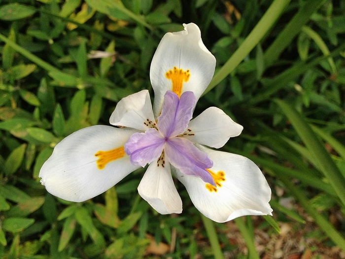 African Iris - Dietes iridioides from 93 Nursery