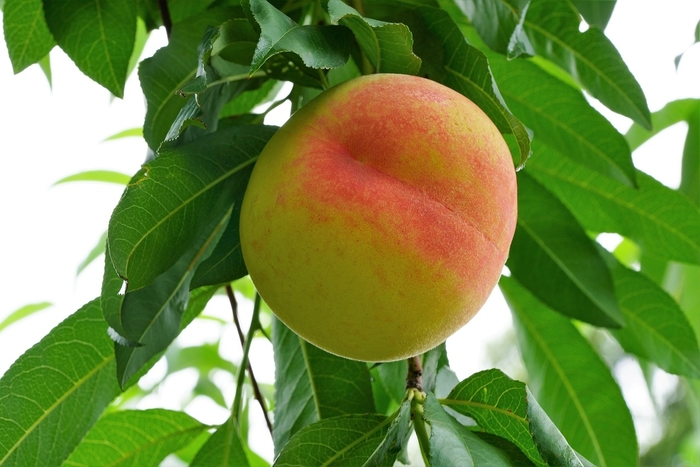 'Harvester' Peach - Prunus persica from 93 Nursery