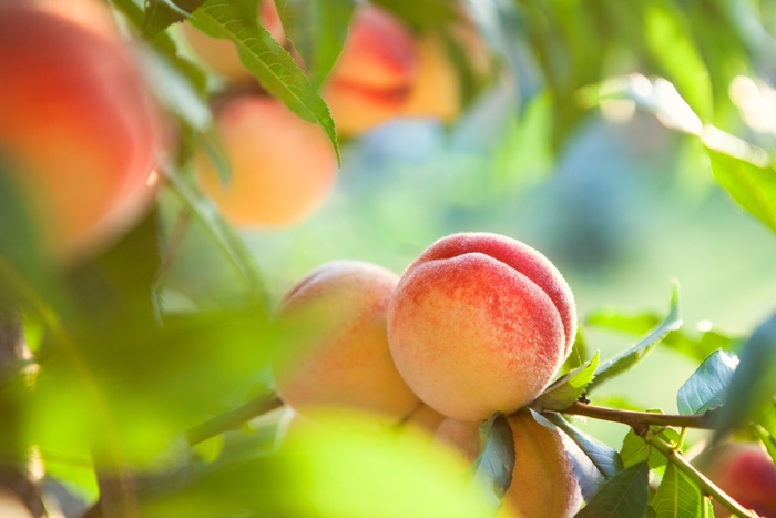 'Elberta' Peach - Prunus persica from 93 Nursery