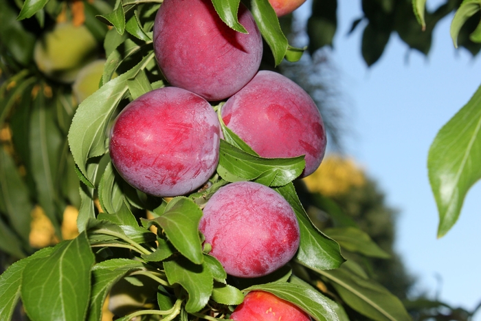 'Morris Plum' Plum - Prunus salicina from 93 Nursery