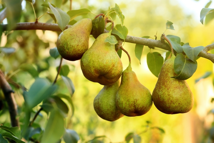 'Moonglow' Pear - Pyrus communis from 93 Nursery