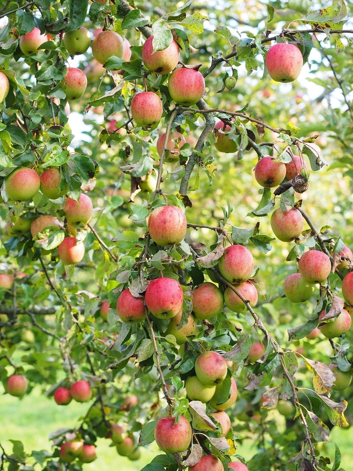 'Gala' Apple - Malus domestica from 93 Nursery