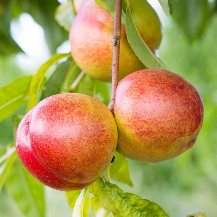 'Sunglo' Nectarine - Prunus persica var. nucipersica from 93 Nursery