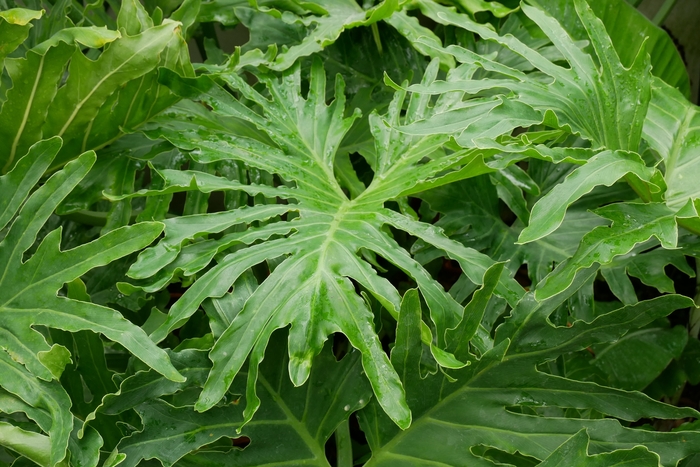 Split Leaf Philodendron - Thaumatophyllum bipinnatifidum from 93 Nursery