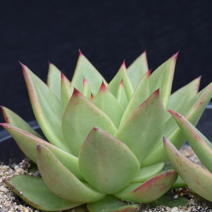 Echeveria - Echeveria agavoides from 93 Nursery