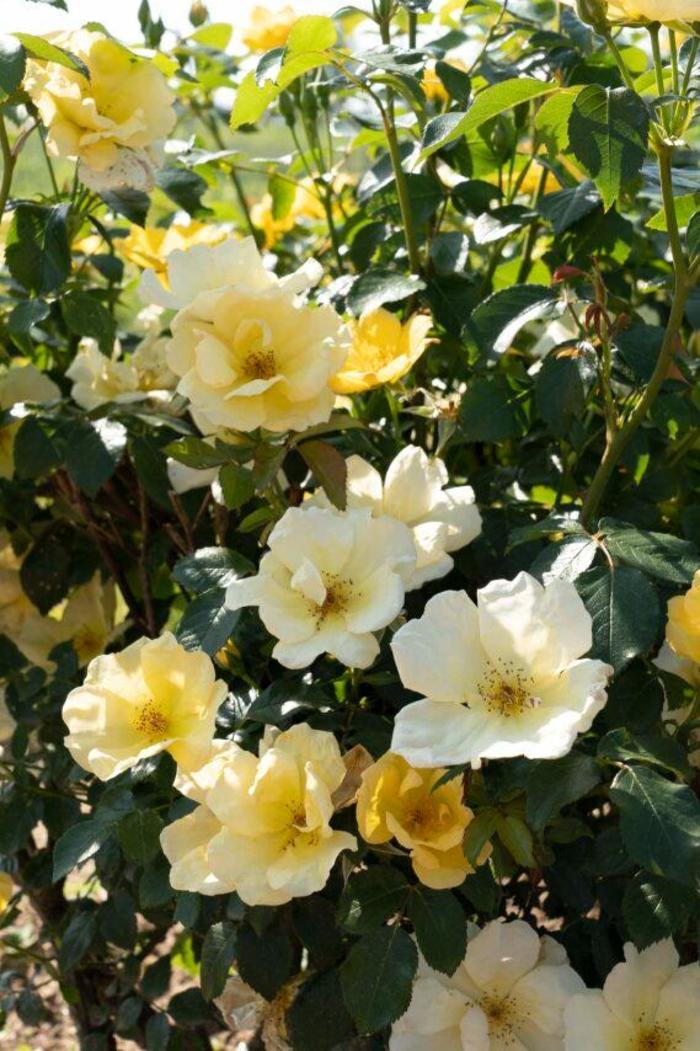  Knock Out® Easy Bee-zy™ Rose - Rosa x from 93 Nursery