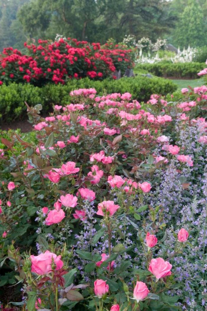 Knock Out® Pink - Rosa (Shrub Rose) from 93 Nursery