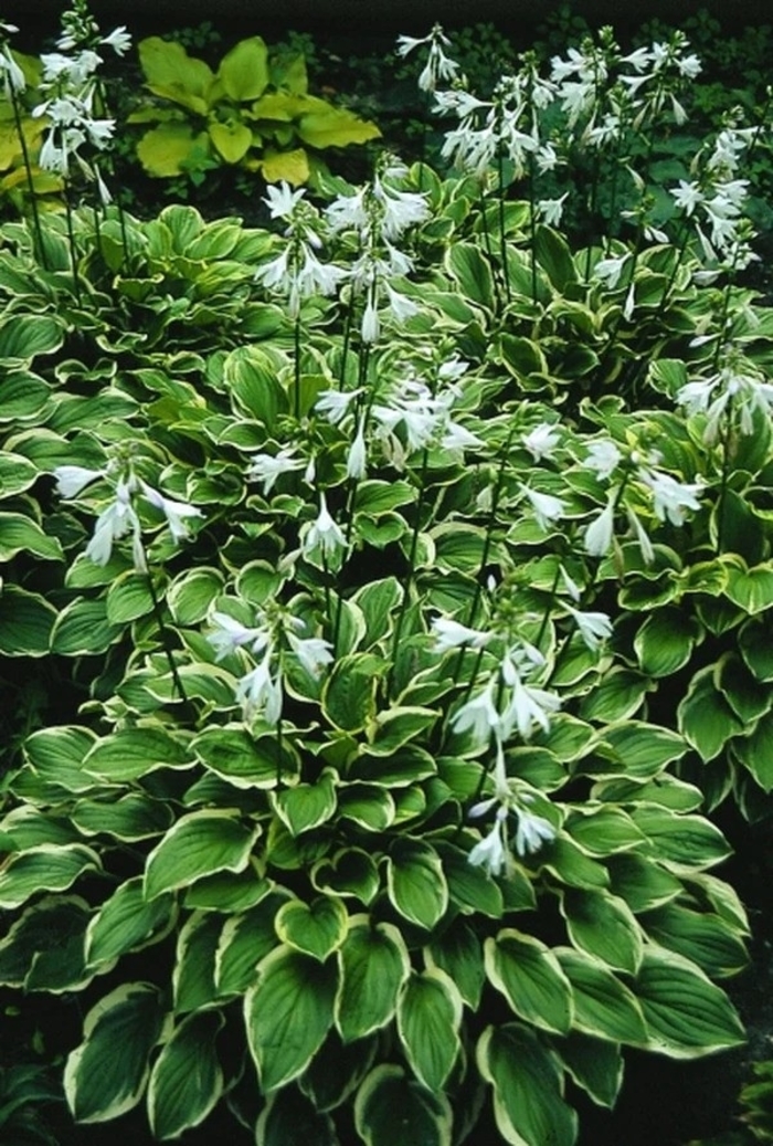 'So Sweet' Hosta, Plantain Lily - Hosta from 93 Nursery