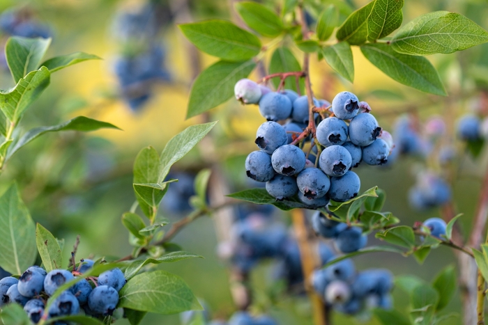 'Premier' Rabbiteye Blueberry - Vaccinium ashei from 93 Nursery