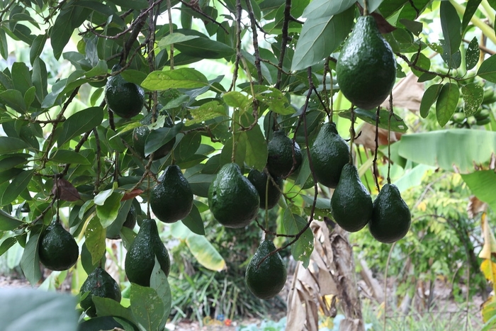 'Joey' Avocado - Persea americana from 93 Nursery