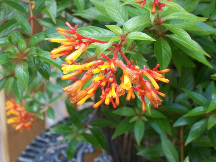 'Compacta' Dwarf Firebush - Hamelia patens from 93 Nursery